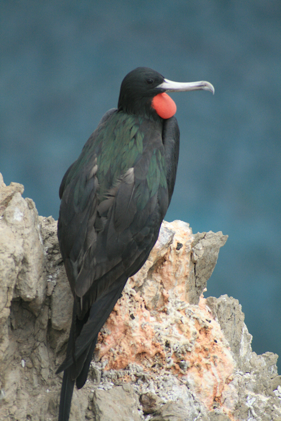 Ascension Frigatebird illustration