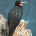 Ascension Frigatebird - Photo (c) anogramma2009, some rights reserved (CC BY-NC)