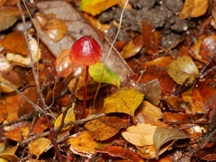 Mycena toyerlaricola