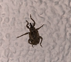 Phelypera distigma image