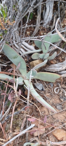 Image of Crassula cotyledonis by (c) Danie Palm, some rights reserved (CC BY)