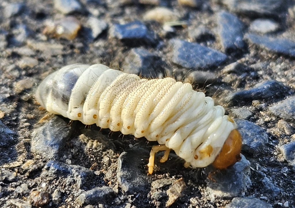 Scarabs from Stop AO16 Sir Edwin Smith Ave North West side, North Adelaide SA 5006, Australia