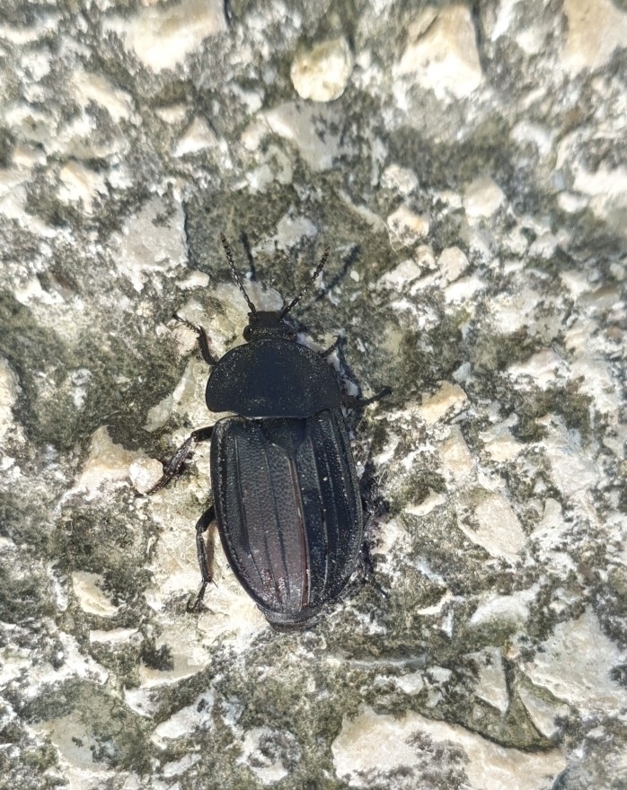 Silpha puncticollis