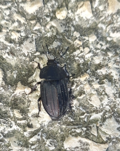Silpha puncticollis