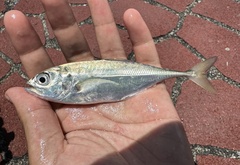 Torpedo Scad photo 2