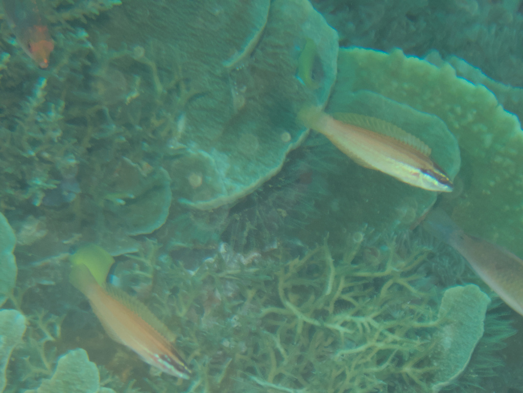 Japanese Wrasse (Pseudocoris yamashiroi)