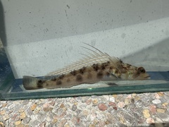 Longfinned Grubfish photo 2
