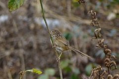 Prinia striata