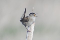 Cistothorus palustris pulverius