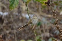 Prinia striata