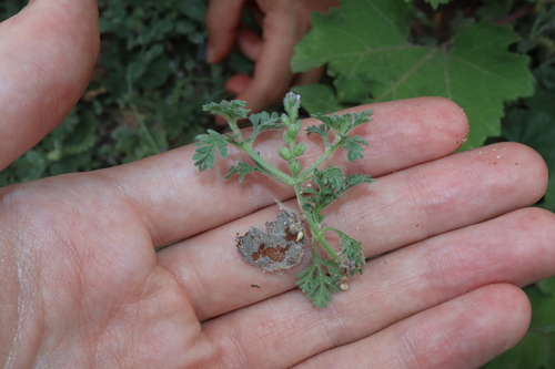 Supine vervain (Verbena supina)