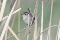 Cistothorus palustris pulverius