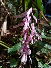 Cremastra appendiculata