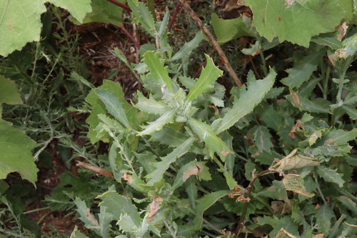 Image of Senecio lanibracteus by (c) Thomas Mesaglio, some rights reserved (CC BY)