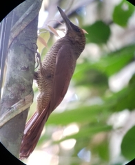 Dendrocolaptes sanctithomae