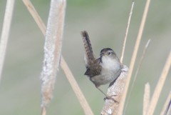 Cistothorus palustris pulverius