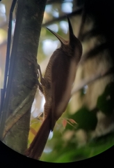 Dendrocolaptes sanctithomae