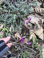 Astragalus missouriensis