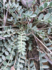 Astragalus missouriensis