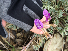 Astragalus missouriensis