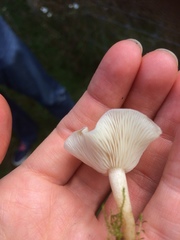 Clitocybe paraditopa