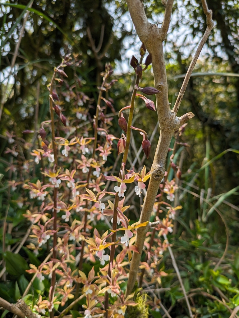 Calanthe graciliflora