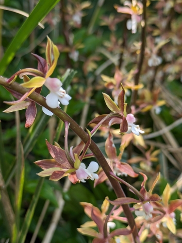 Calanthe graciliflora, photograph 3