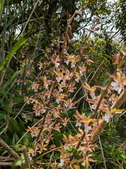 Calanthe graciliflora, photograph (c) Tzu-Neng Yuan, some rights reserved (CC BY)