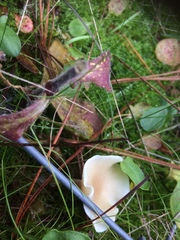Clitocybe paraditopa