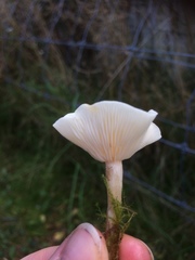 Clitocybe paraditopa