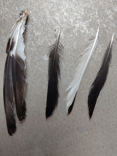 Plume de Bruant des neiges