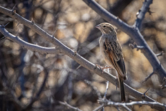 Lark-Like Bunting photo 1