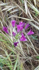 Allium crispum