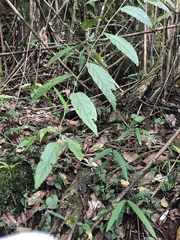 Rubus swinhoei