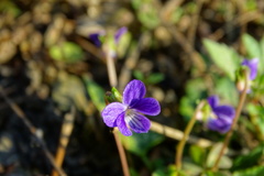 Viola inconspicua nagasakiensis