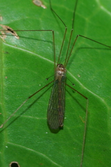 Limnophilella