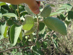 Cordia boissieri