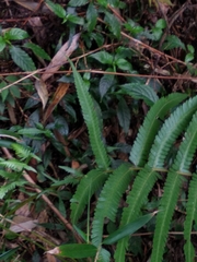 Pseudocyclosorus esquirolii