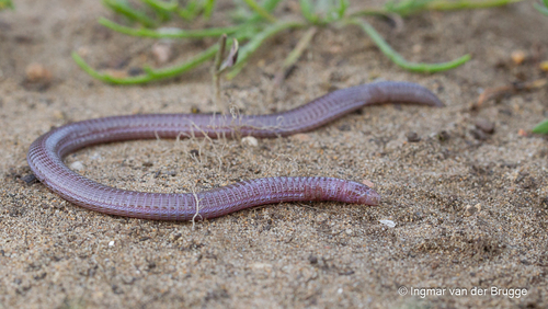 Southwest Iberian Worm Lizard, photo 4 of 10