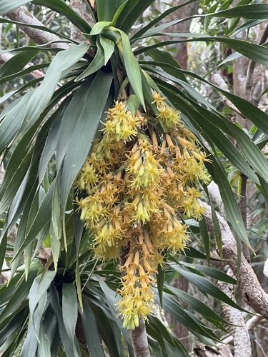 Dracaena rockii observed 2024-03-28