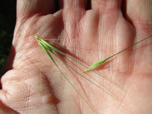 Hordeum murinum