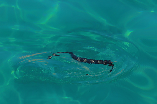 Western Turtle-headed Sea Snake