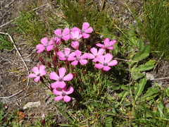 Dianthus pavonius
