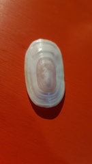 Scutus