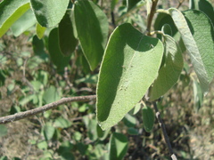 Cordia boissieri