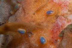 Gibberula dulcis