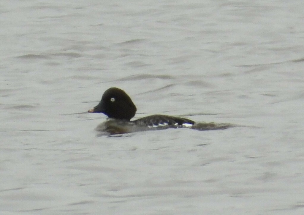 Common Goldeneye from Великий Новгород, Новгородская обл., Россия on ...