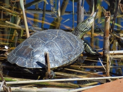 Caspian Turtle photo 2
