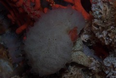Aplidium circulatum