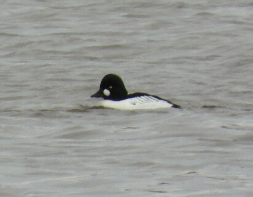 Common Goldeneye from Великий Новгород, Новгородская обл., Россия on ...